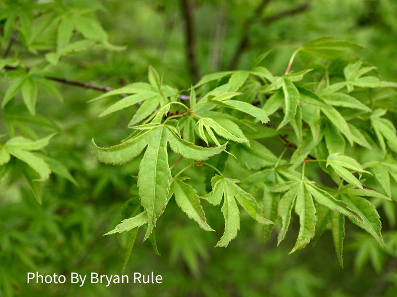 - Acer palmatum 'Hoshi kuzu' Variegated Japanese Maple - Mr Maple │ Buy Japanese Maple Trees