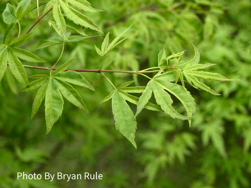 - Acer palmatum 'Hoshi kuzu' Variegated Japanese Maple - Mr Maple │ Buy Japanese Maple Trees