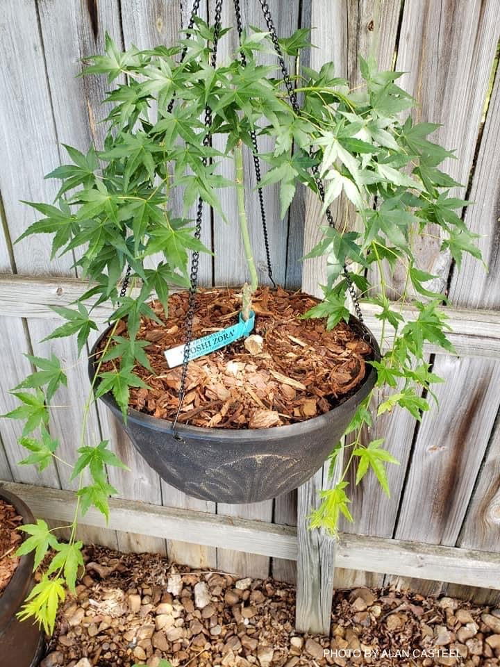 Buy Acer palmatum 'Hoshi zora' Weeping Japanese Maple — Mr Maple