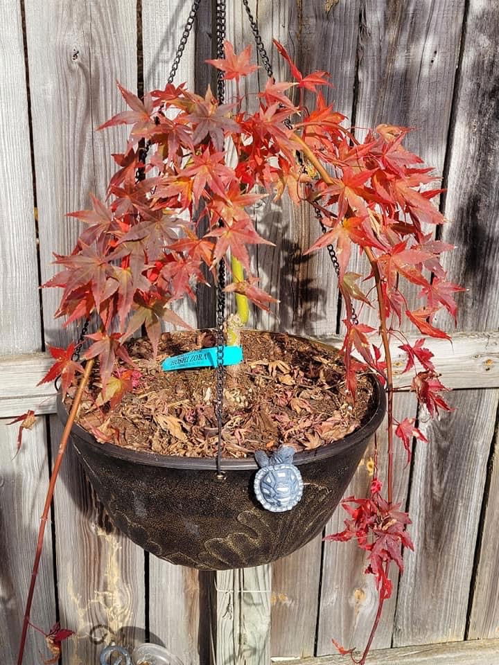 - Acer palmatum 'Hoshi zora' Weeping Japanese Maple - Mr Maple │ Buy Japanese Maple Trees