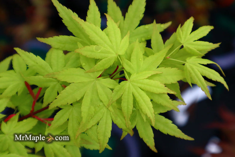 - Acer palmatum 'Hoshi zora' Weeping Japanese Maple - Mr Maple │ Buy Japanese Maple Trees