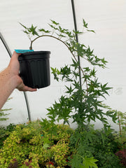 - Acer palmatum 'Hoshi zora' Weeping Japanese Maple - Mr Maple │ Buy Japanese Maple Trees