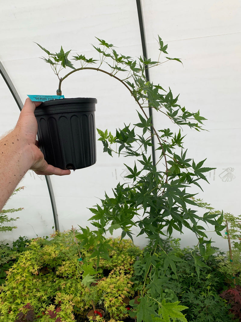 - Acer palmatum 'Hoshi zora' Weeping Japanese Maple - Mr Maple │ Buy Japanese Maple Trees