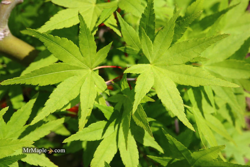 - Acer palmatum 'Hoshi zora' Weeping Japanese Maple - Mr Maple │ Buy Japanese Maple Trees
