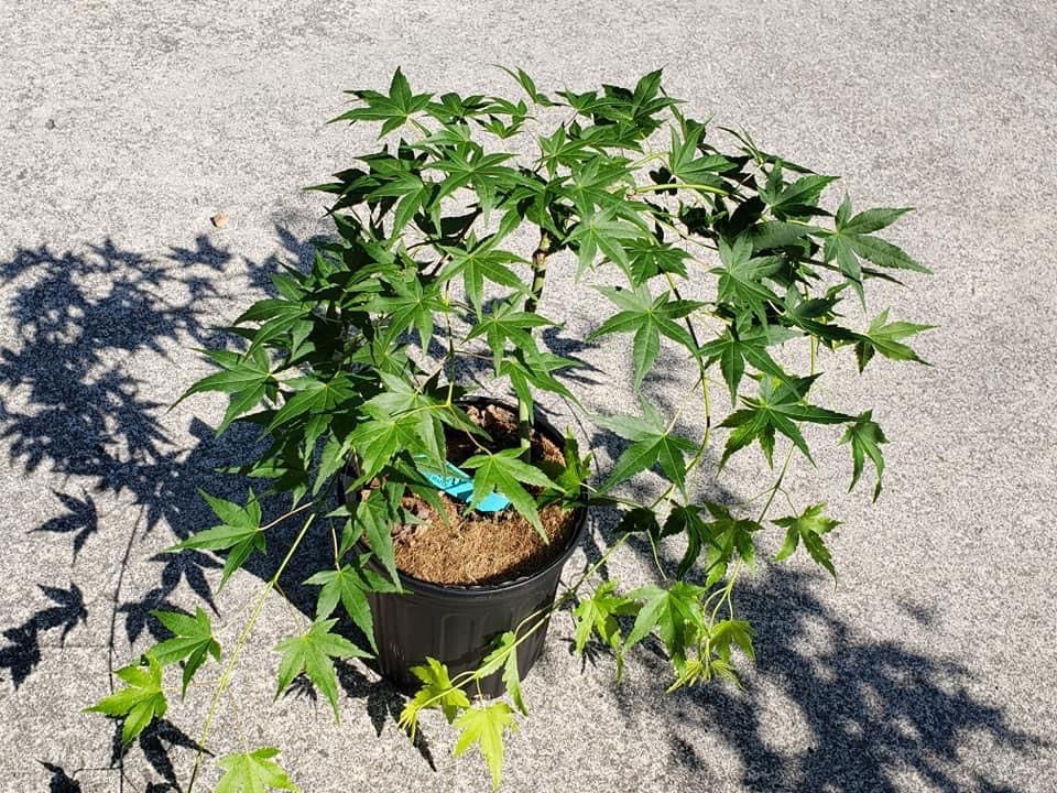 樹。 RONJA出品 スリクソン ZXi フェアウェイウッド レフトハンド Diamana