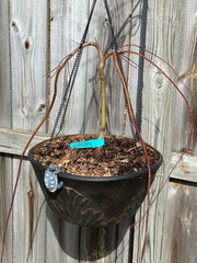 - Acer palmatum 'Hoshi zora' Weeping Japanese Maple - Mr Maple │ Buy Japanese Maple Trees