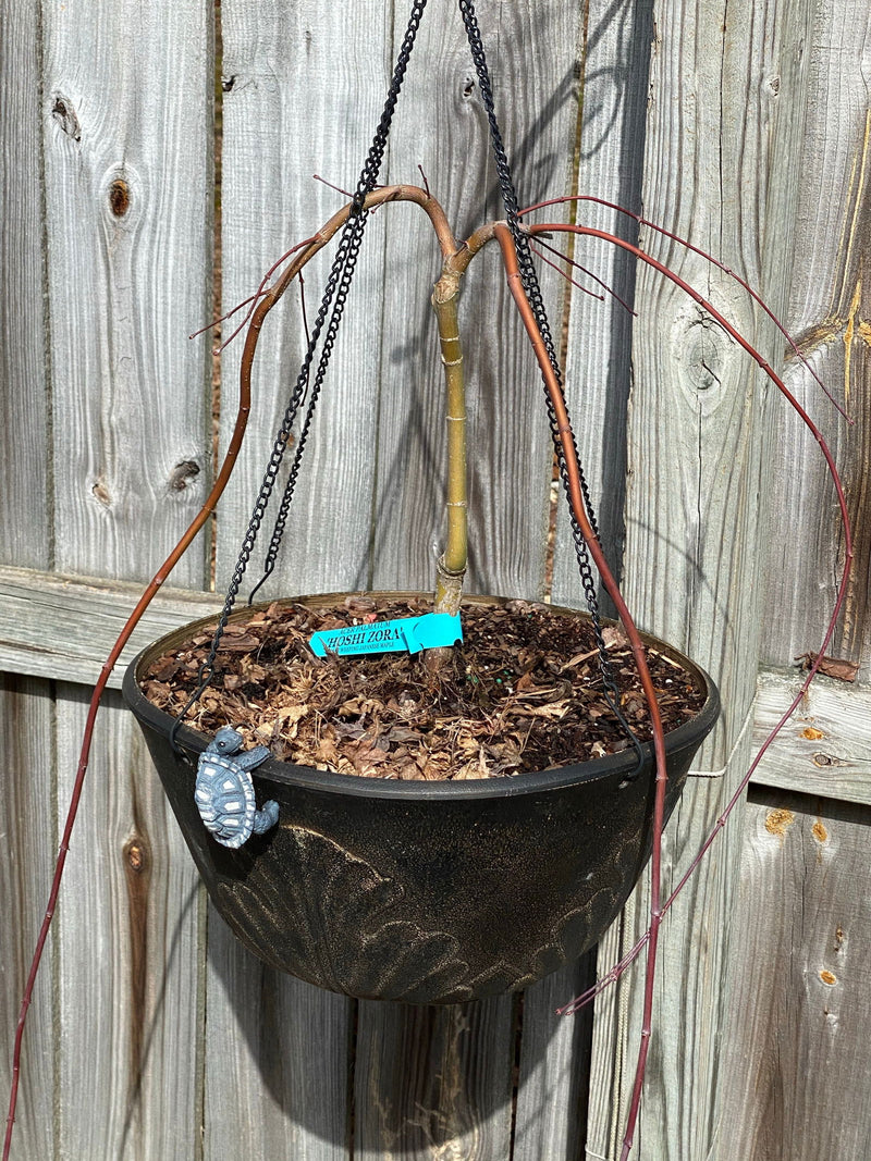 - Acer palmatum 'Hoshi zora' Weeping Japanese Maple - Mr Maple │ Buy Japanese Maple Trees