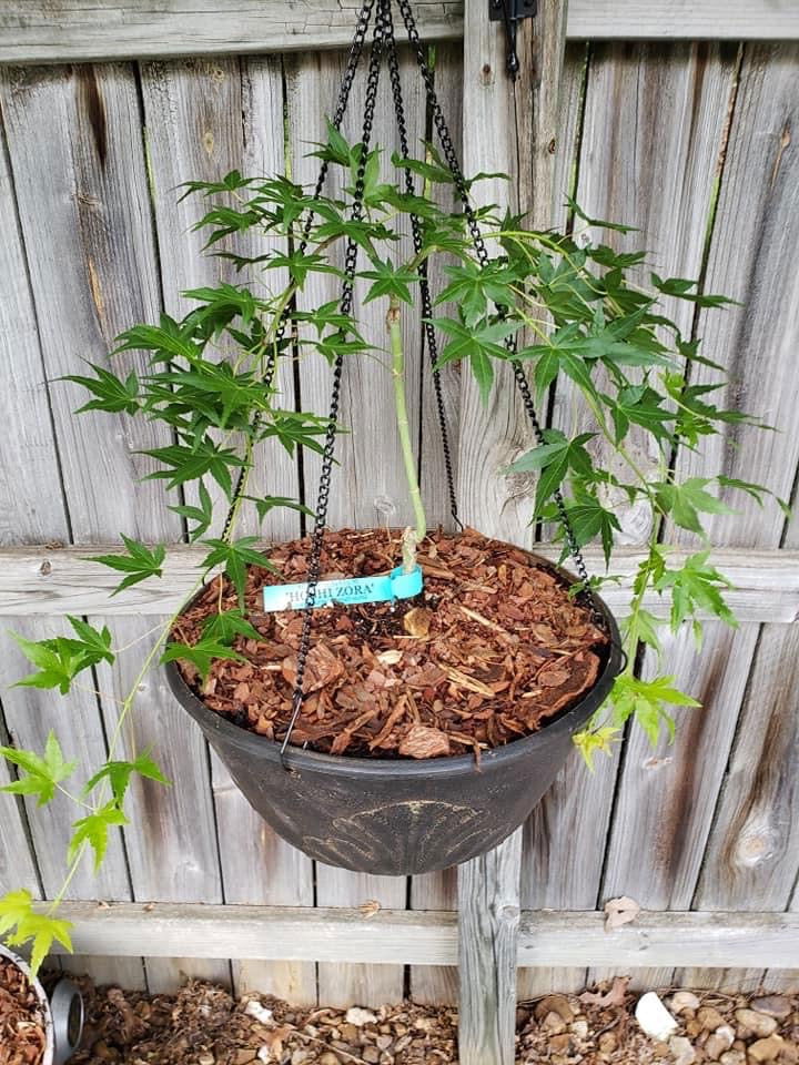 - Acer palmatum 'Hoshi zora' Weeping Japanese Maple - Mr Maple │ Buy Japanese Maple Trees