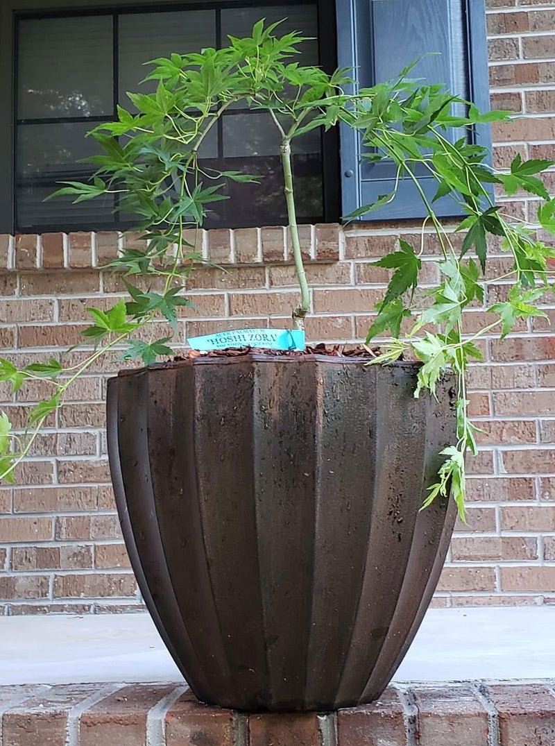 - Acer palmatum 'Hoshi zora' Weeping Japanese Maple - Mr Maple │ Buy Japanese Maple Trees