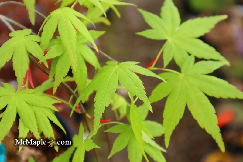 - Acer palmatum 'Hoshi zora' Weeping Japanese Maple - Mr Maple │ Buy Japanese Maple Trees