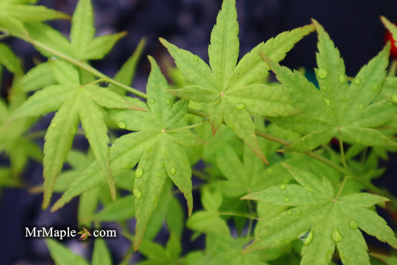 - Acer palmatum 'Hoshi zora' Weeping Japanese Maple - Mr Maple │ Buy Japanese Maple Trees