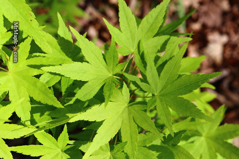 - Acer palmatum 'Hoshi zora' Weeping Japanese Maple - Mr Maple │ Buy Japanese Maple Trees