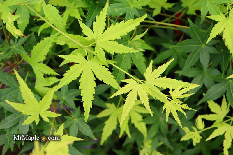 - Acer palmatum 'Hoshi zora' Weeping Japanese Maple - Mr Maple │ Buy Japanese Maple Trees