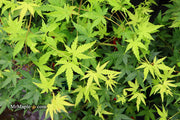 - Acer palmatum 'Hoshi zora' Weeping Japanese Maple - Mr Maple │ Buy Japanese Maple Trees