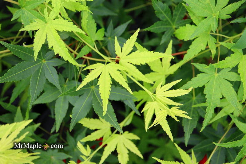 - Acer palmatum 'Hoshi zora' Weeping Japanese Maple - Mr Maple │ Buy Japanese Maple Trees