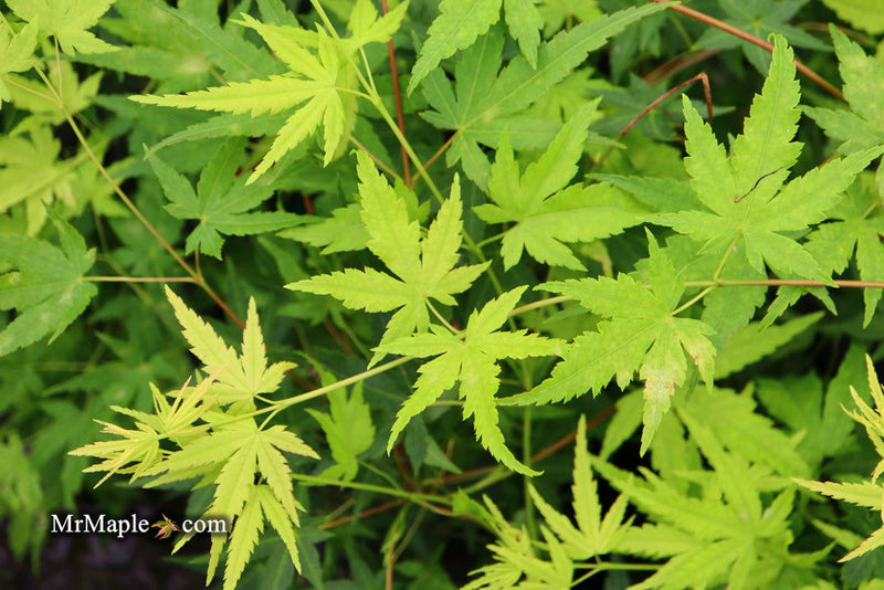 - Acer palmatum 'Hoshi zora' Weeping Japanese Maple - Mr Maple │ Buy Japanese Maple Trees