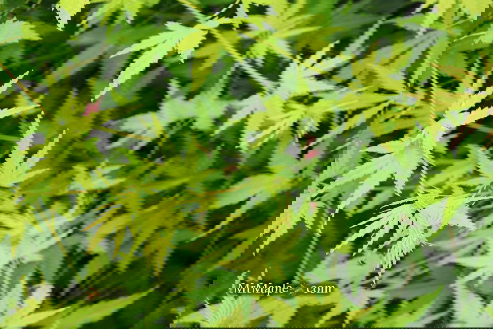 その他 MapleTree Japanese Maple Multi-Trunk — Green Acres Nursery & Supply