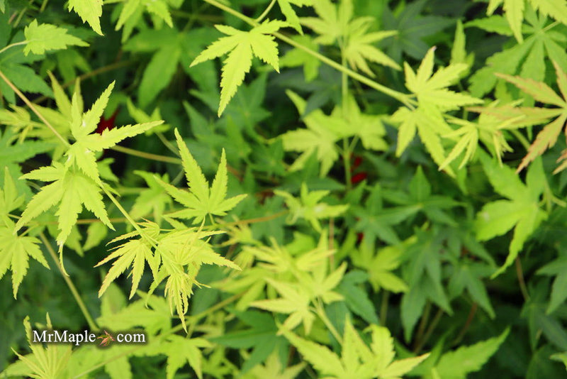 - Acer palmatum 'Hoshi zora' Weeping Japanese Maple - Mr Maple │ Buy Japanese Maple Trees