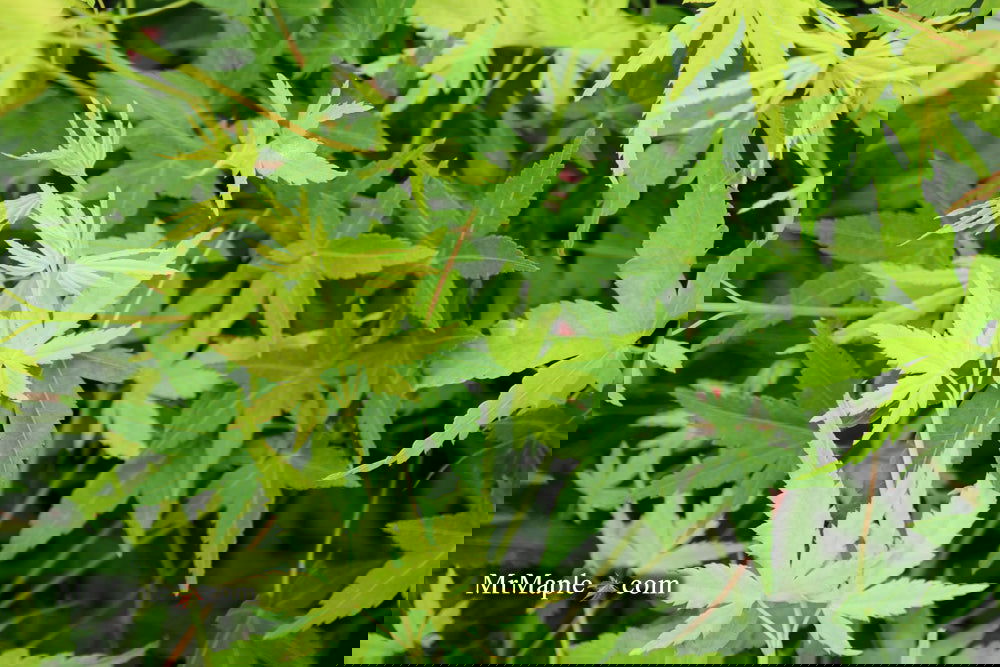 Buy Acer palmatum 'Hoshi zora' Weeping Japanese Maple — Mr Maple