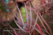 - Acer palmatum 'Hubb's Red Willow' Japanese Maple - Mr Maple │ Buy Japanese Maple Trees