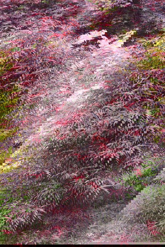 - Acer palmatum 'Hubb's Red Willow' Japanese Maple - Mr Maple │ Buy Japanese Maple Trees