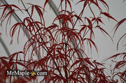 - Acer palmatum 'Hubb's Red Willow' Japanese Maple - Mr Maple │ Buy Japanese Maple Trees