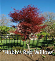 - Acer palmatum 'Hubb's Red Willow' Japanese Maple - Mr Maple │ Buy Japanese Maple Trees