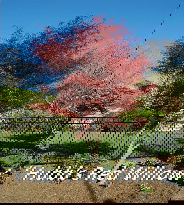 - Acer palmatum 'Hubb's Red Willow' Japanese Maple - Mr Maple │ Buy Japanese Maple Trees
