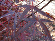 - Acer palmatum 'Hubb's Red Willow' Japanese Maple - Mr Maple │ Buy Japanese Maple Trees