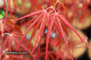 - Acer palmatum 'Hubb's Red Willow' Japanese Maple - Mr Maple │ Buy Japanese Maple Trees