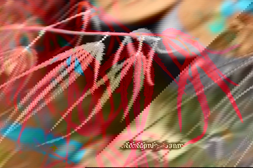 Buy Acer palmatum 'Hubbs Red Willow' Japanese Maple — Mr Maple