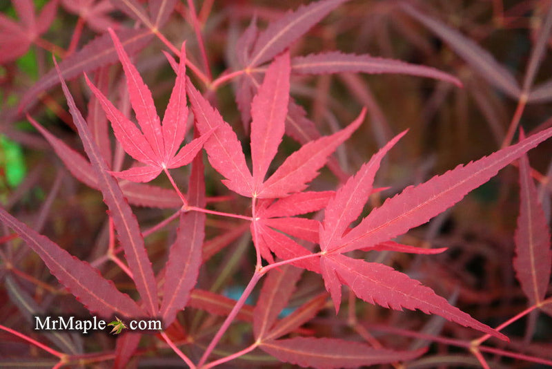- Acer palmatum 'Hubb's Red Willow' Japanese Maple - Mr Maple │ Buy Japanese Maple Trees