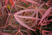 - Acer palmatum 'Hubb's Red Willow' Japanese Maple - Mr Maple │ Buy Japanese Maple Trees
