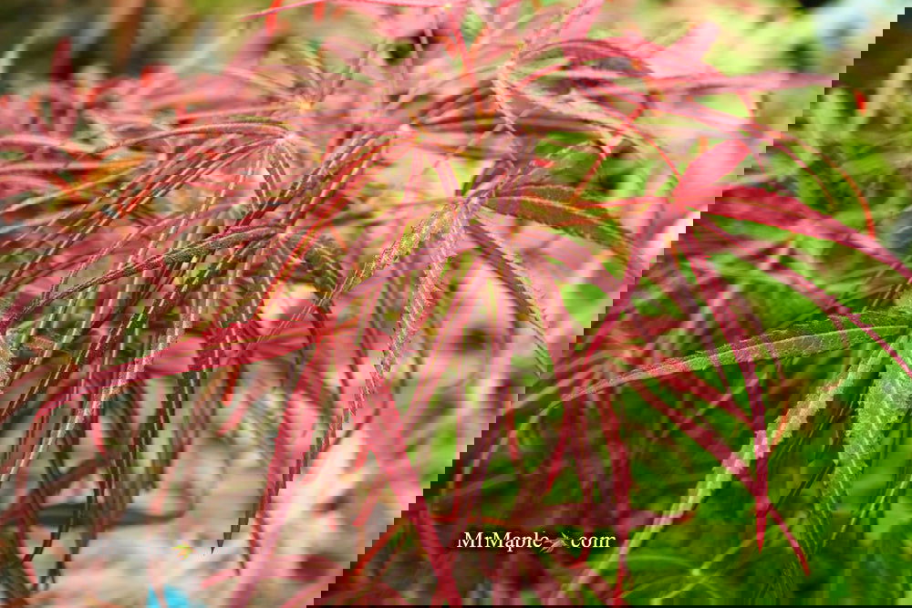 ヤミカラス Brunswick ハーフジップ ボウリングウェア レッド M ヤミカラス Brunswick ハーフジップ ボウリングウェア レッド M