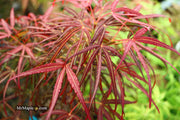 - Acer palmatum 'Hubb's Red Willow' Japanese Maple - Mr Maple │ Buy Japanese Maple Trees