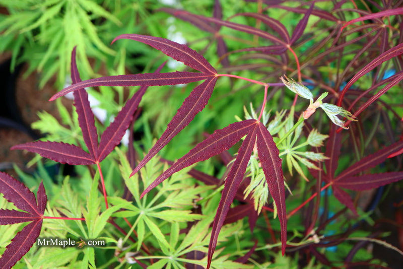 - Acer palmatum 'Hubb's Red Willow' Japanese Maple - Mr Maple │ Buy Japanese Maple Trees