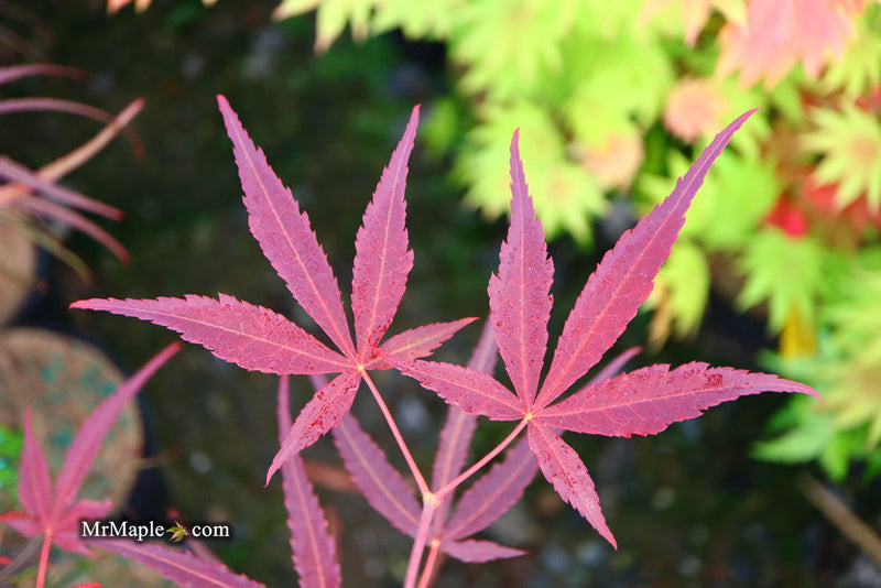 - Acer palmatum 'Hubb's Red Willow' Japanese Maple - Mr Maple │ Buy Japanese Maple Trees