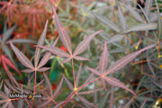 - Acer palmatum 'Hubb's Red Willow' Japanese Maple - Mr Maple │ Buy Japanese Maple Trees