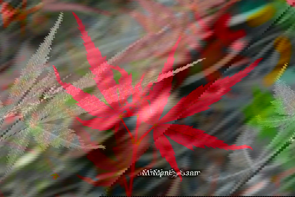 Buy Acer palmatum 'Hubbs Red Willow' Japanese Maple — Mr Maple