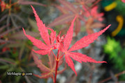 - Acer palmatum 'Hubb's Red Willow' Japanese Maple - Mr Maple │ Buy Japanese Maple Trees