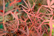 - Acer palmatum 'Hubb's Red Willow' Japanese Maple - Mr Maple │ Buy Japanese Maple Trees