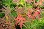 - Acer palmatum 'Hubb's Red Willow' Japanese Maple - Mr Maple │ Buy Japanese Maple Trees