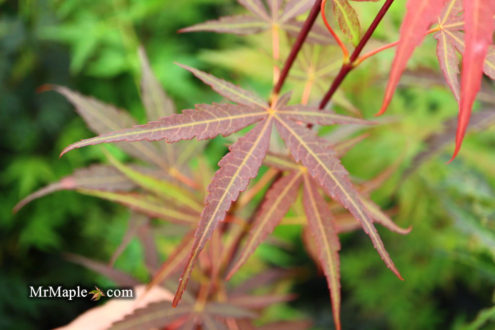Buy Acer palmatum 'Hubbs Red Willow' Japanese Maple — Mr Maple