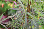 - Acer palmatum 'Hubb's Red Willow' Japanese Maple - Mr Maple │ Buy Japanese Maple Trees