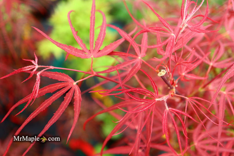 - Acer palmatum 'Hubb's Red Willow' Japanese Maple - Mr Maple │ Buy Japanese Maple Trees
