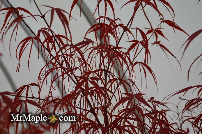 FOR PICKUP ONLY | Acer palmatum 'Hubb's Red Willow' Japanese Maple | DOES NOT SHIP