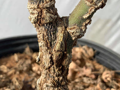 - Acer palmatum 'Hubble's Super Cork' Pinebark Japanese Maple - Mr Maple │ Buy Japanese Maple Trees
