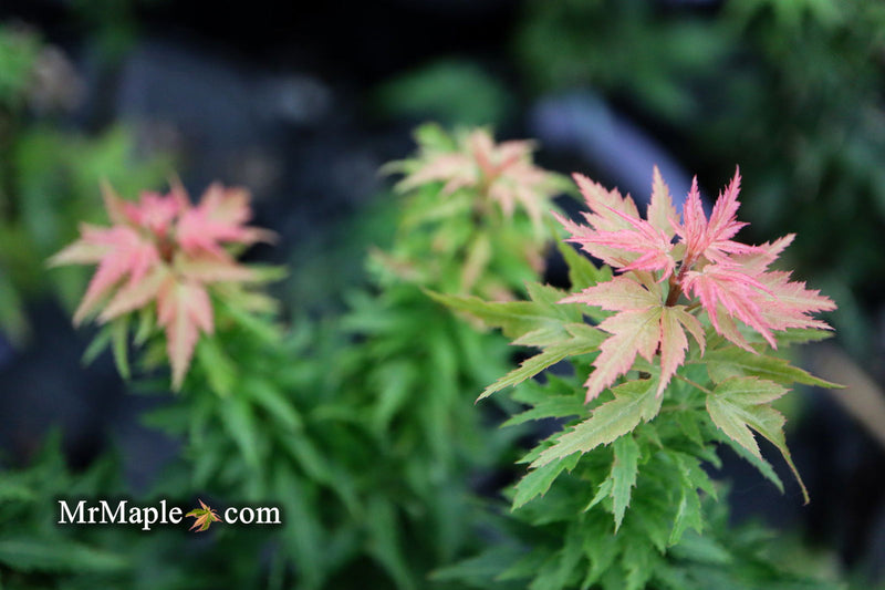 - Acer palmatum 'Hupp's Dwarf' Japanese Maple - Mr Maple │ Buy Japanese Maple Trees