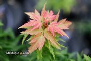 - Acer palmatum 'Hupp's Dwarf' Japanese Maple - Mr Maple │ Buy Japanese Maple Trees