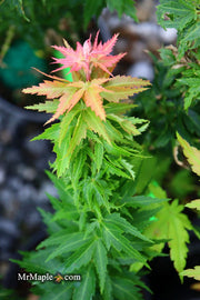 - Acer palmatum 'Hupp's Dwarf' Japanese Maple - Mr Maple │ Buy Japanese Maple Trees